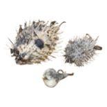 A COLLECTION OF THREE TAXIDERMY PUFFERFISH Varying sizes. (largest Height 16cm x Width 29cm x