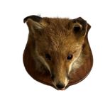 AN EARLY 20TH CENTURY TAXIDERMY RED FOX MASK (VULPES VULPES) Head leaning slightly right with