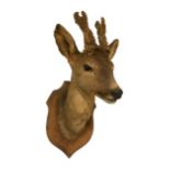 A 19TH CENTURY WALL HANGING TAXIDERMY OF A ROE DEER Mounted upon an oak shaped shield. (h 46cm x w