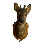 A LATE 19TH/EARLY 20TH CENTURY WALL HANGING TAXIDERMY OF A YOUNG ROE DEER Mounted upon an oak shaped