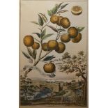 A SET OF FOUR 20TH CENTURY BOTANICAL PRINTS, AFTER THE 18TH CENTURY ORIGINAL Garden scenes with