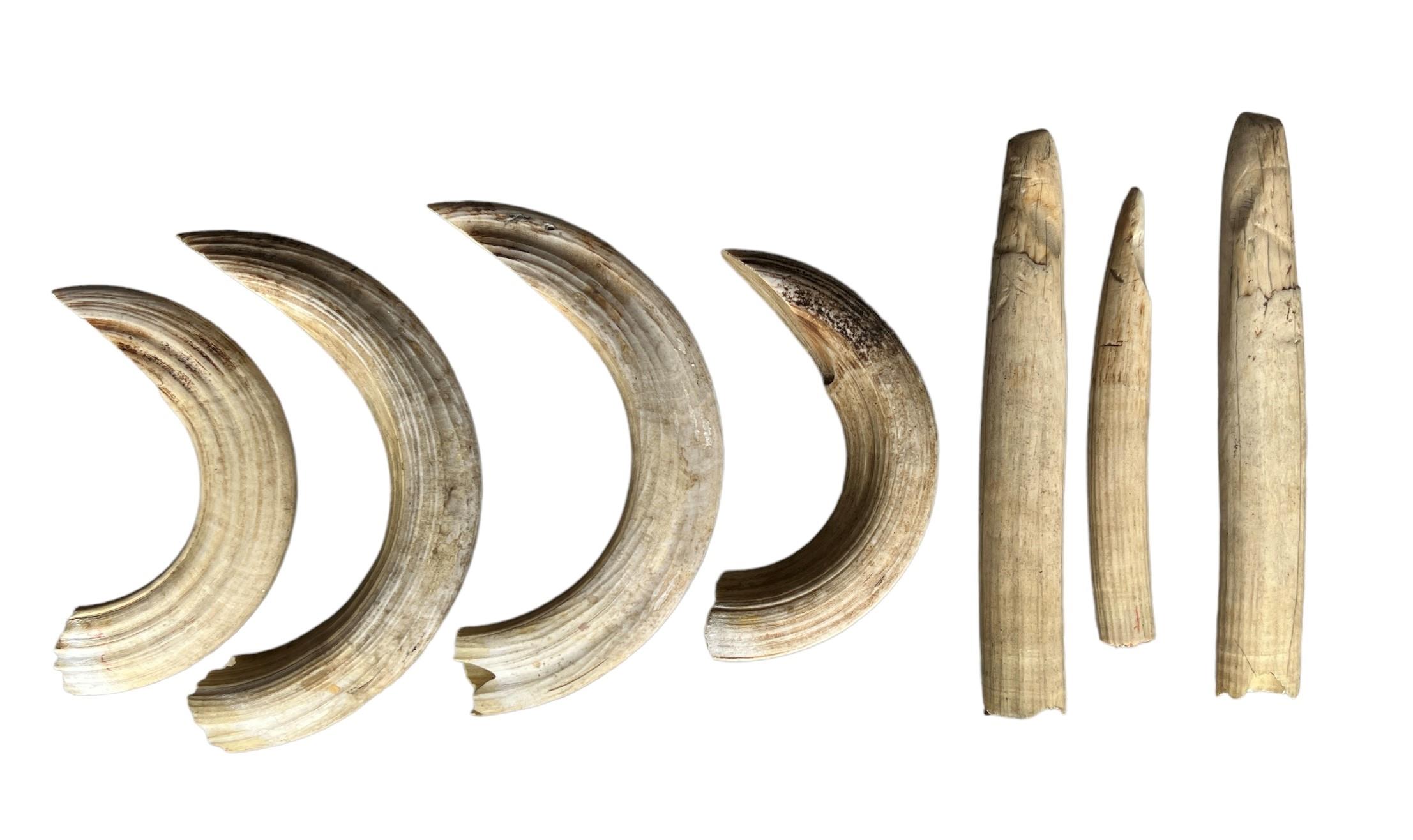 A COLLECTION OF SEVEN HIPPO TEETH. - Image 2 of 2