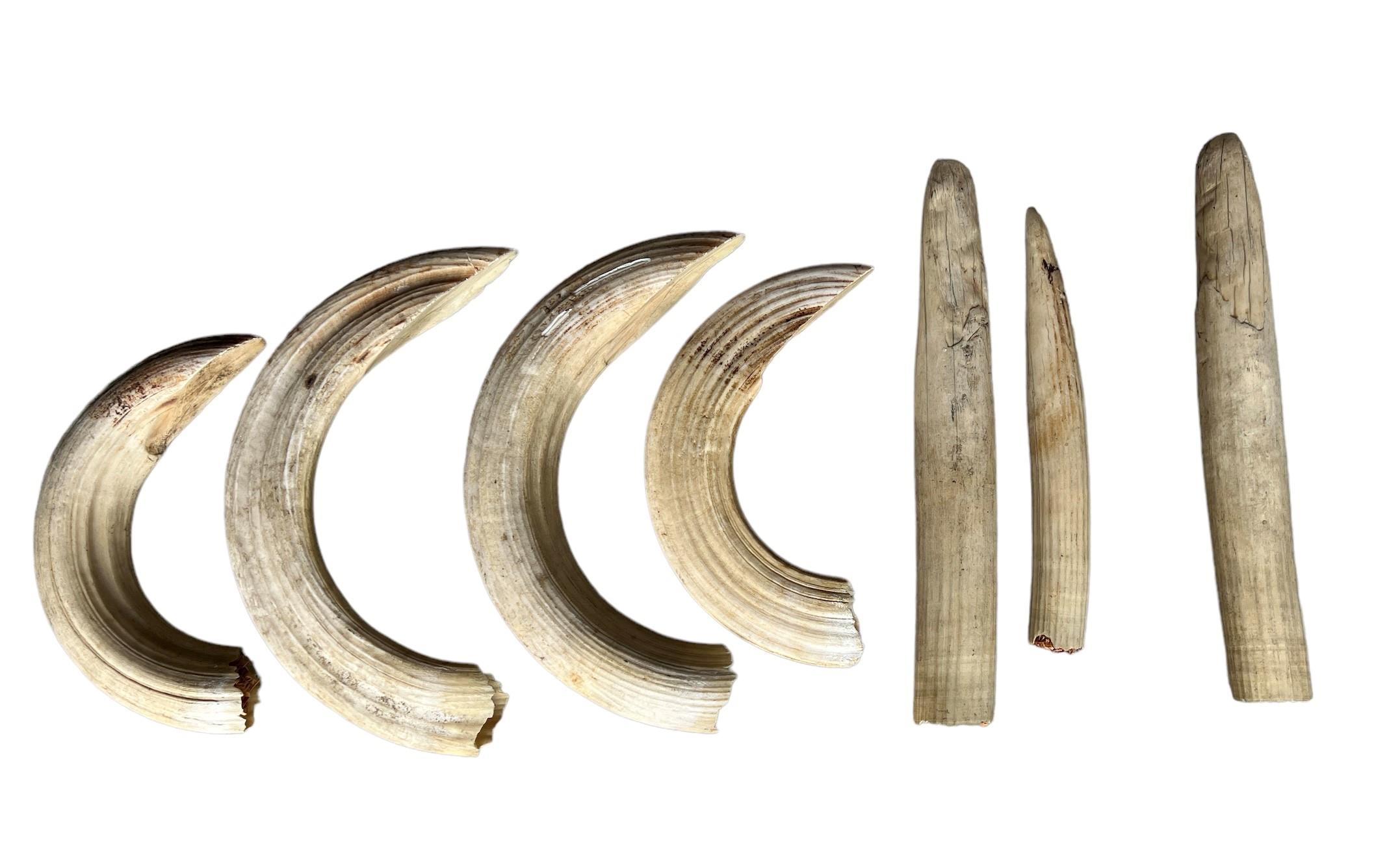 A COLLECTION OF SEVEN HIPPO TEETH.