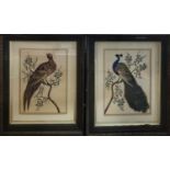 A PAIR OF EDWARDIAN FEATHER PICTURES Exotic birds perched on branches, mounted, framed and