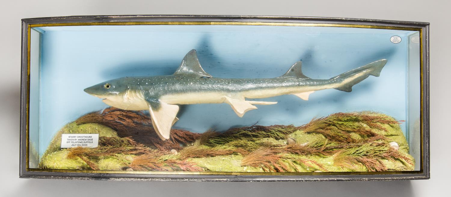 A.J. HALL, A TAXIDERMY STARRY SMOOTH-HOUND MOUNTED IN A BOW FRONTED GLAZED CASE WITH A