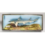 A.J. HALL, A TAXIDERMY STARRY SMOOTH-HOUND MOUNTED IN A BOW FRONTED GLAZED CASE WITH A