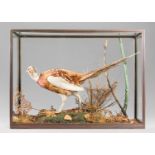 ROWLAND WARD, AN EARLY 20TH CENTURY TAXIDERMY ABERRATION PHEASANT. Male Ring-necked Pheasant in