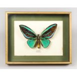 A MID 20TH CENTURY PRIAMS BIRDWING BUTTERFLY MOUNTED IN A GLAZED PICTURE FRAME (h 19cm x w 24cm x