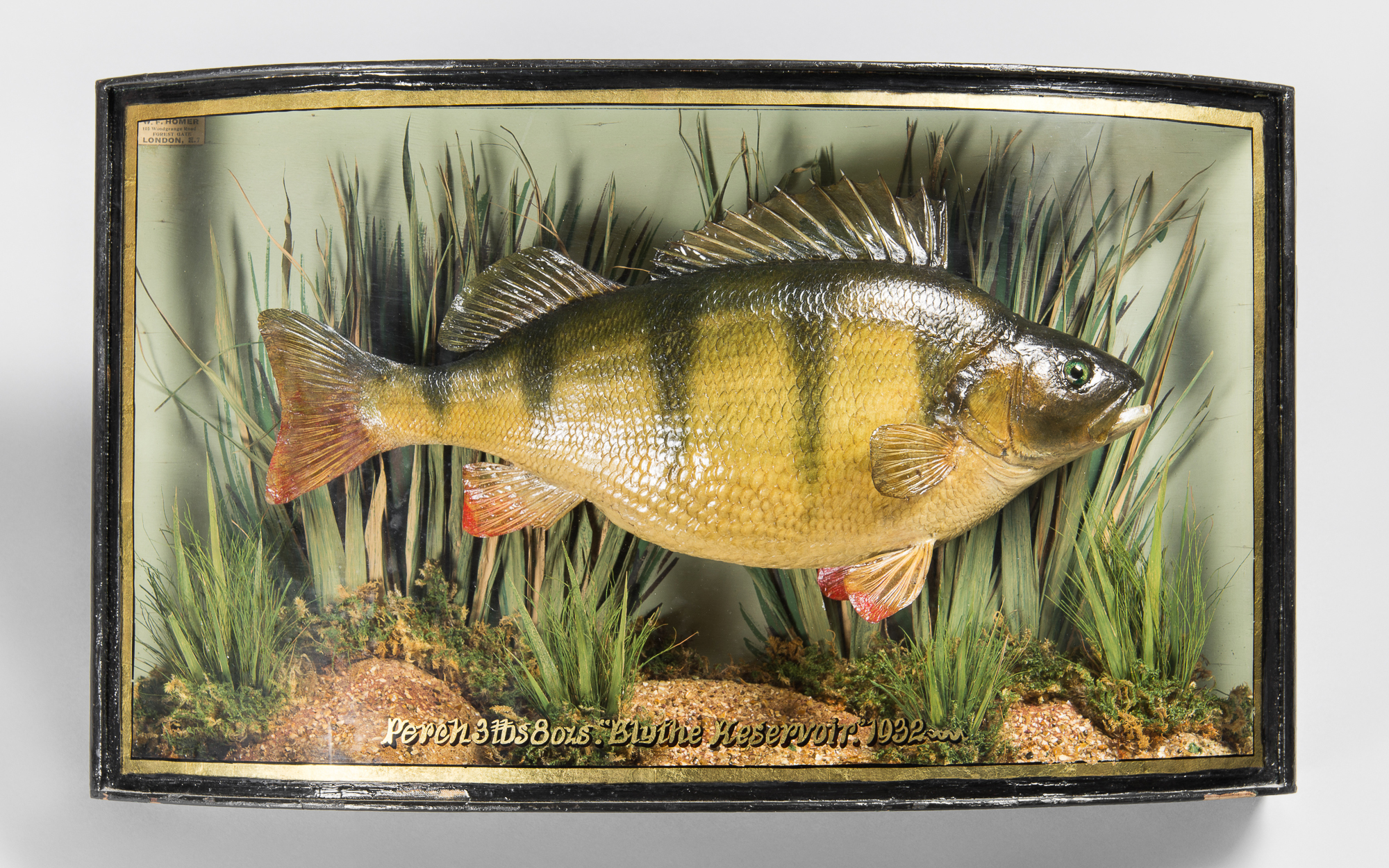 W.F HOMER, AN EARLY 20TH CENTURY TAXIDERMY PERCH IN A BOW FRONTED GLAZED CASE WITH A NATURALISTIC