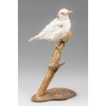 ROWLAND WARD, AN EARLY 20TH CENTURY TAXIDERMY ALBINO THRUSH. Rare museum-type mount by Rowland