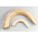 A LATE 19TH/EARLY 20TH CENTURY HIPPOPOTAMUS TUSK, ALONG WITH A WARTHOG TUSK. The largest (h 36cm x w