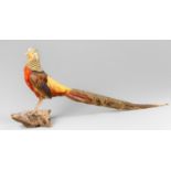 A 20TH CENTURY TAXIDERMY GOLDEN PHEASANT WALL MOUNT (h 38cm x w 84cm x d 16cm)