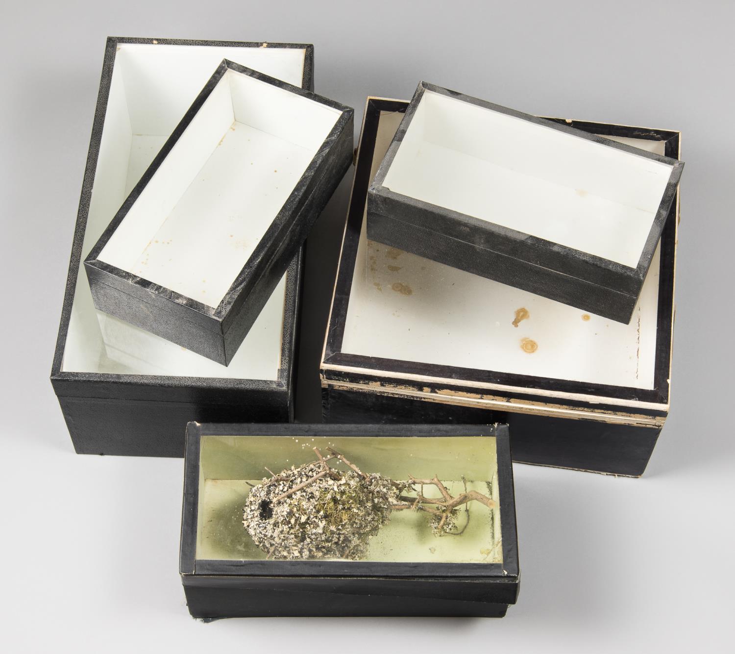 FIVE GLASS TOPPED SPECIMEN BOXES, ONE CONTAINING A LONG-TAILED TIT NEST. The largest (h 33cm x w