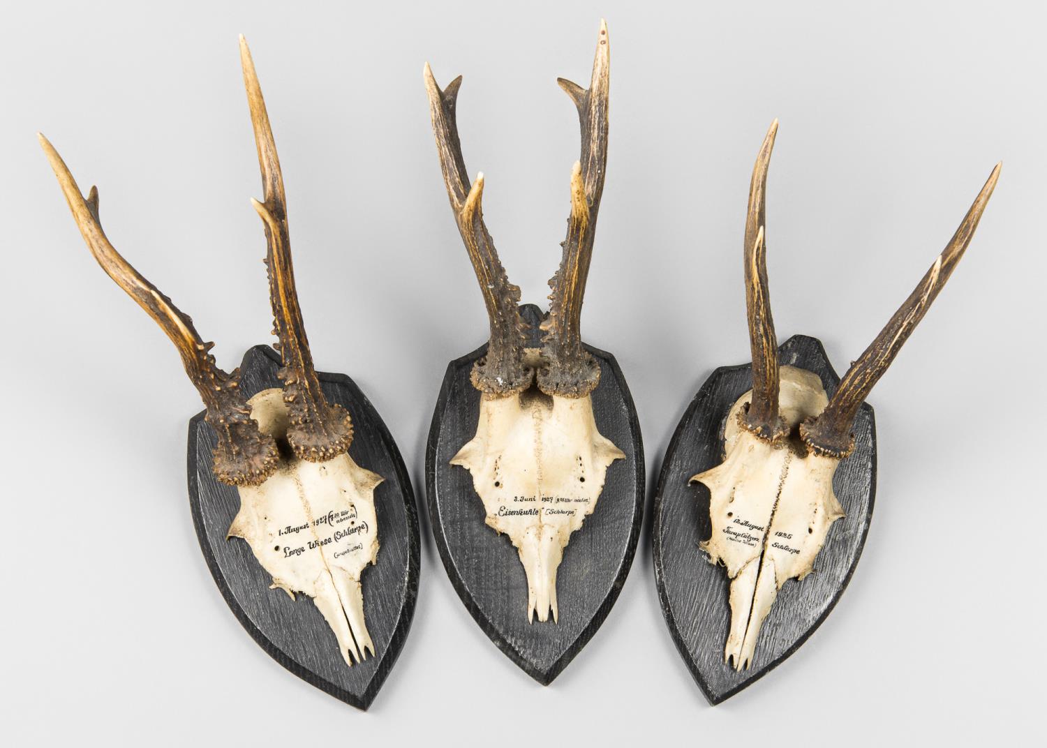 AN EARLY 20TH CENTURY GROUP OF 3 ROE DEER SKULLS UPON WOODEN PLAQUES. The largest (h 31cm x w 11cm x