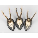 AN EARLY 20TH CENTURY GROUP OF 3 ROE DEER SKULLS UPON WOODEN PLAQUES. The largest (h 31cm x w 11cm x