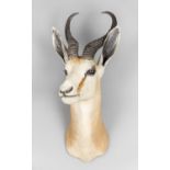 A 20TH CENTURY TAXIDERMY SPRINGBOK SHOULDER MOUNT (h 63cm x w 28cm x d 39cm)