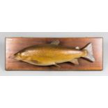 A.J. HALL, A CARVED WOODEN BROWN TROUT, HAND PAINTED AND MOUNTED UPON AN OAK BACKBOARD. Plaque