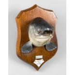 A.J. HALL, A TAXIDERMY SALMON HEAD UPON OAK SHIELD. Plaques inscribed: Salmon, Preserved by A.J.