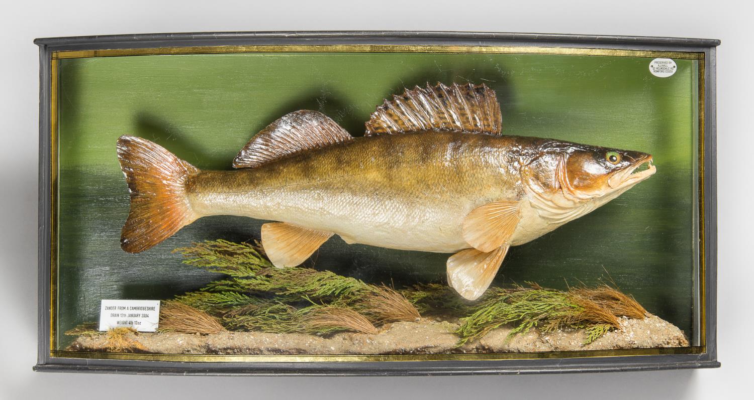 A.J. HALL, A TAXIDERMY ZANDER MOUNTED IN A BOW FRONTED GLAZED CASE WITH A NATURALISTIC SETTING.