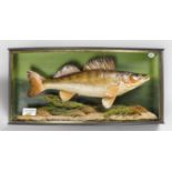 A.J. HALL, A TAXIDERMY ZANDER MOUNTED IN A BOW FRONTED GLAZED CASE WITH A NATURALISTIC SETTING.