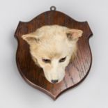 PRATT & SONS OF BRIGHTON, A LATE 19TH CENTURY TAXIDERMY PUP HEAD. An unusual tiny pup head mounted