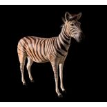 A LATE 20TH CENTURY TAXIDERMY BURCHELL'S ZEBRA FULL MOUNT. (h 161cm x w 202cm x d 50cm)