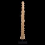 A VICTORIAN SAWFISH ROSTRUM, CIRCA 1900, ON A CUSTOM MADE STAND. To be sold with a CITES Article