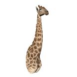 A LARGE AND IMPRESSIVE LATE 20TH CENTURY TAXIDERMY GIRAFFE SHOULDER MOUNT. (h 280cm x w 70cm x d