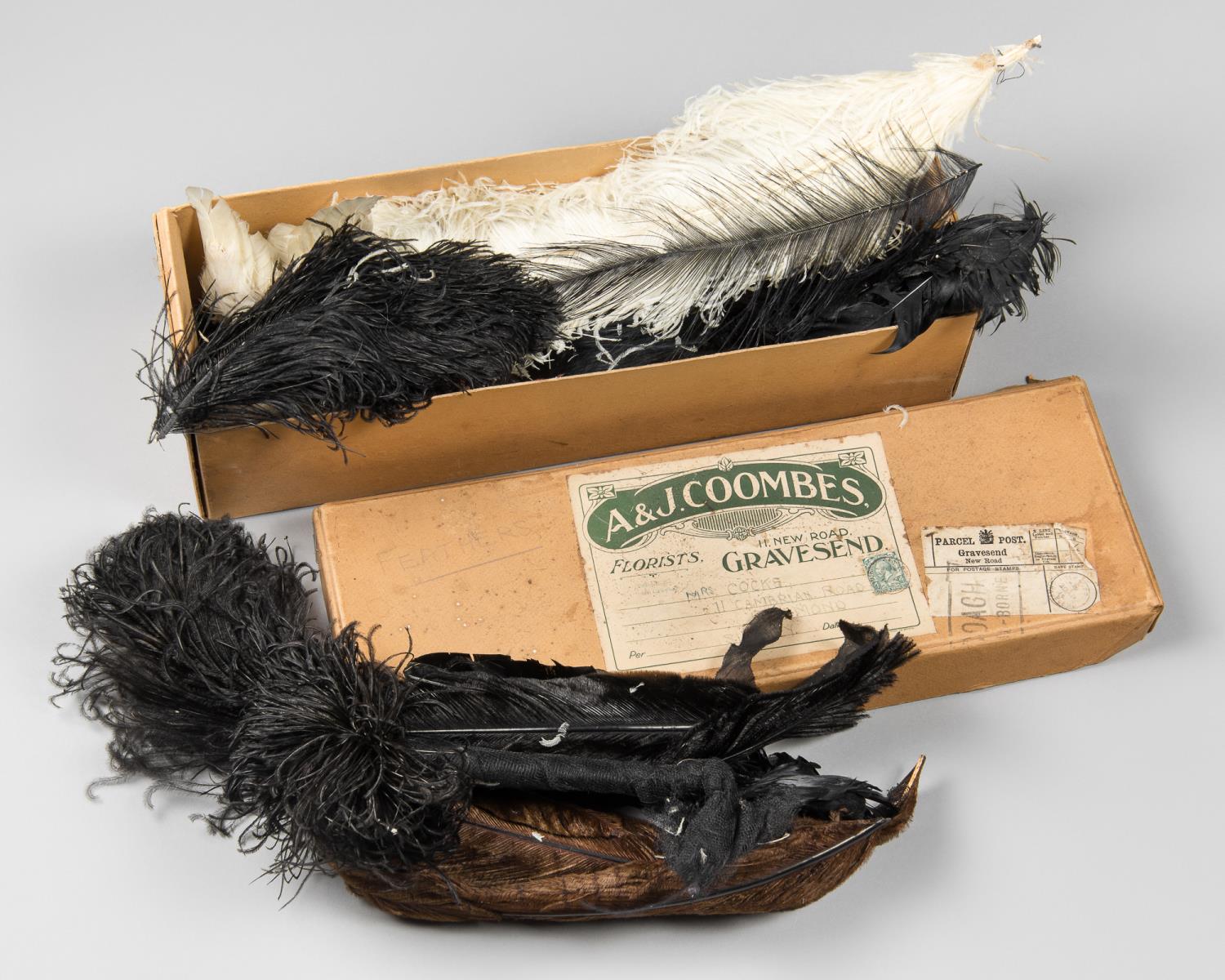 A LATE 19TH/EARLY 20TH CENTURY BOX OF FEATHERS. Various species used for hat decorations. (h 11cm