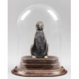 A RARE AND UNUSUAL EARLY 20TH CENTURY TAXIDERMY BABY JACKASS PENGUIN UNDER DOME. Bearing newborn