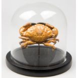 AN UNUSUAL TROPICAL CRAB SPECIMEN UNDER GLASS DOME (h 13.5cm x w 13.5cm x d 13.5cm)