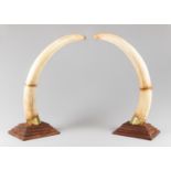 A LARGE AND IMPRESSIVE PAIR OF RESIN ELEPHANT TUSKS, MODERN. Realistically painted and finished with