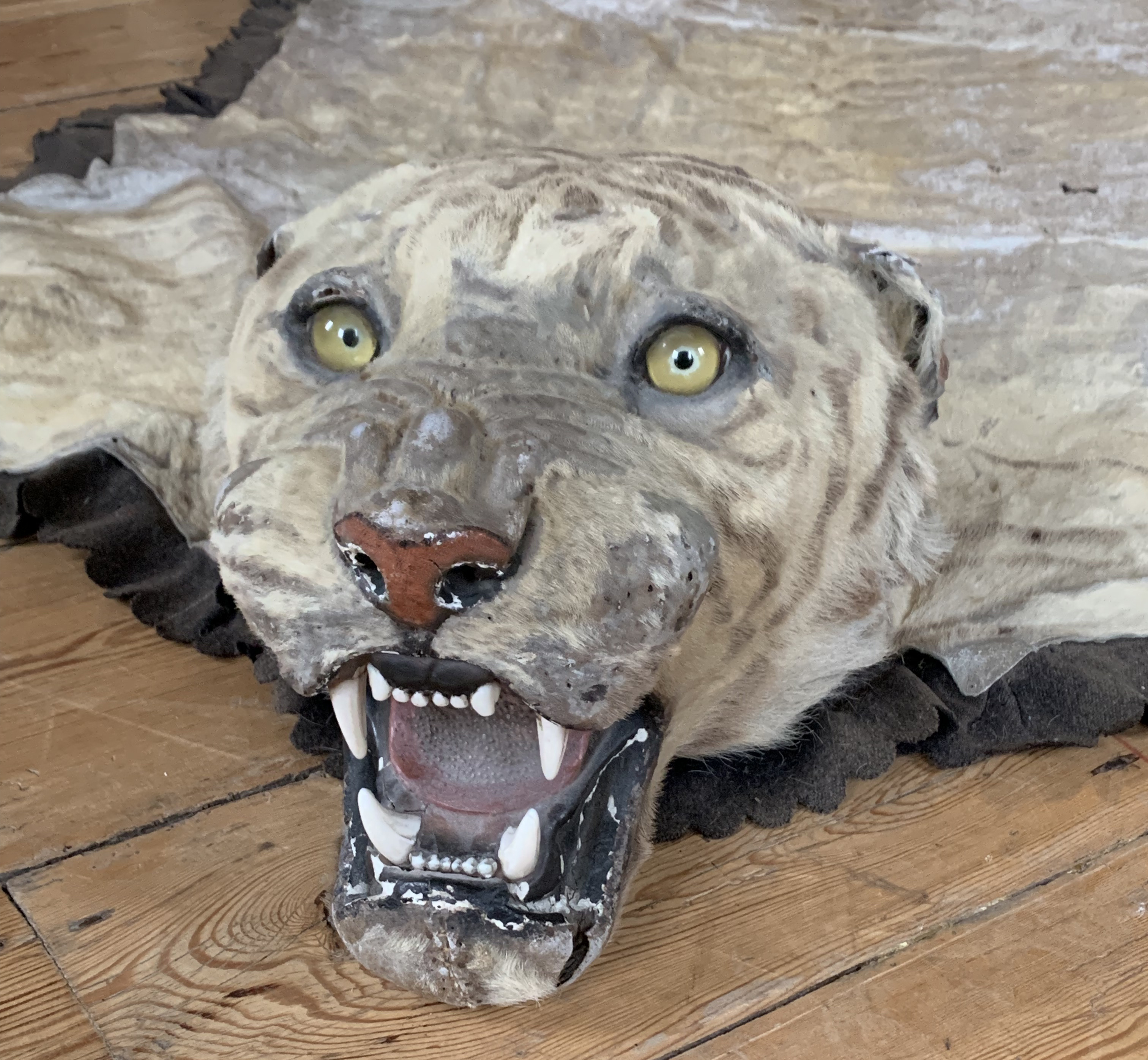 VAN INGEN MYSORE, AN EARLY 20TH CENTURY TAXIDERMY TIGER SKIN RUG. Bearing factory serial no. - Image 6 of 6