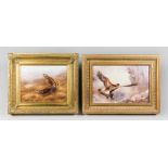 A 20TH CENTURY PAIR OF GILT FRAMED PRINTS DEPICTING BIRDS OF PREY. The largest (h 30cm x w 41cm)