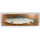 A.J. HALL, A CARVED WOODEN SALMON, HAND PAINTED AND MOUNTED UPON AN OAK BACKBOARD. Plaque inscribed: