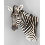 A LATE 20TH CENTURY TAXIDERMY BURCHELL'S ZEBRA SHOULDER MOUNT (h 75cm x w 40cm x d 85cm)