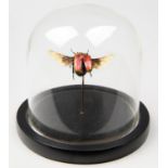 A RED SCARAB BEETLE UNDER GLASS DOME (h 13.5cm x w 13.5cm x d 13.5cm)