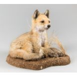 A LATE 20TH CENTURY TAXIDERMY FOX CUB UPON A NATURALISTIC BASE (h 25cm x w 30cm x d 28cm)