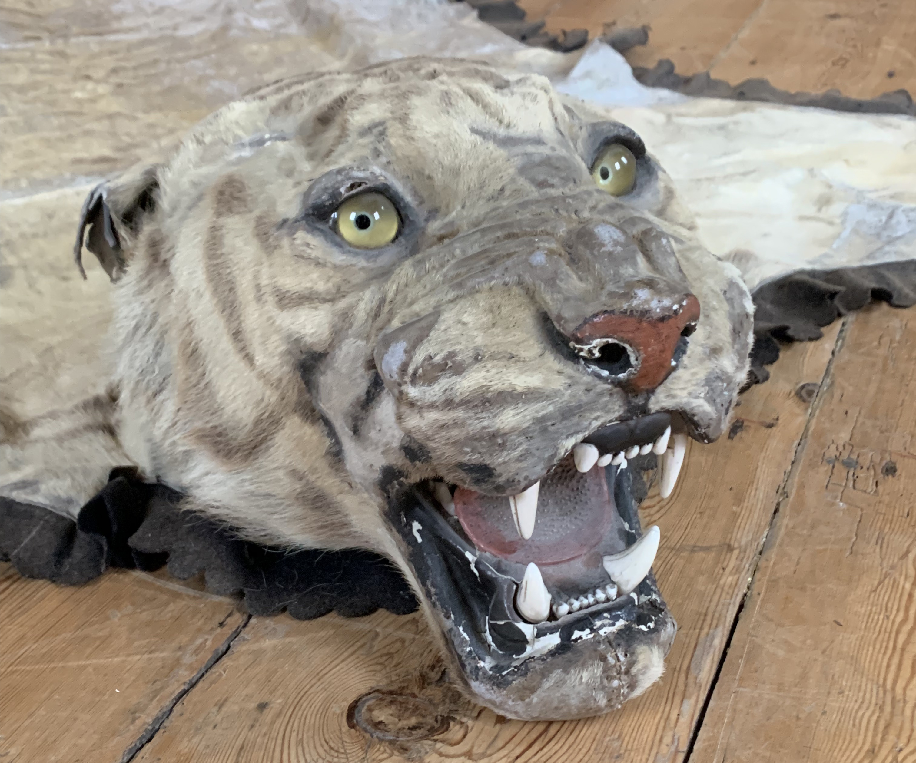 VAN INGEN MYSORE, AN EARLY 20TH CENTURY TAXIDERMY TIGER SKIN RUG. Bearing factory serial no. - Image 4 of 6