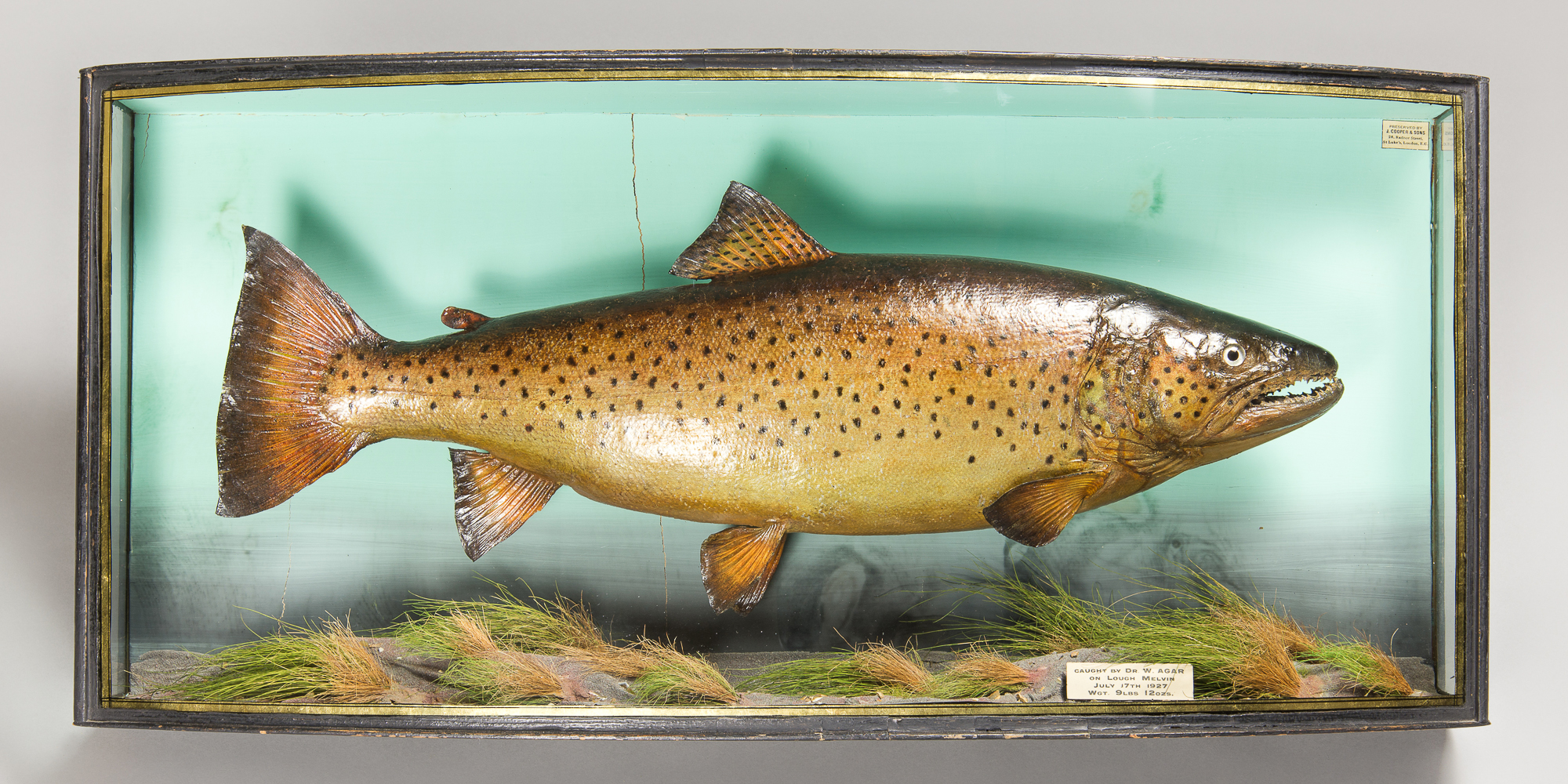 J COOPER & SONS, AN EARLY 20TH CENTURY TAXIDERMY BROWN TROUT IN A BOW FRONTED GLAZED CASE WITH A