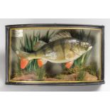 ATTRIBUTED TO W.F HOMER, AN EARLY 20TH CENTURY TAXIDERMY PERCH IN A BOW FRONTED GLAZED CASE WITH A