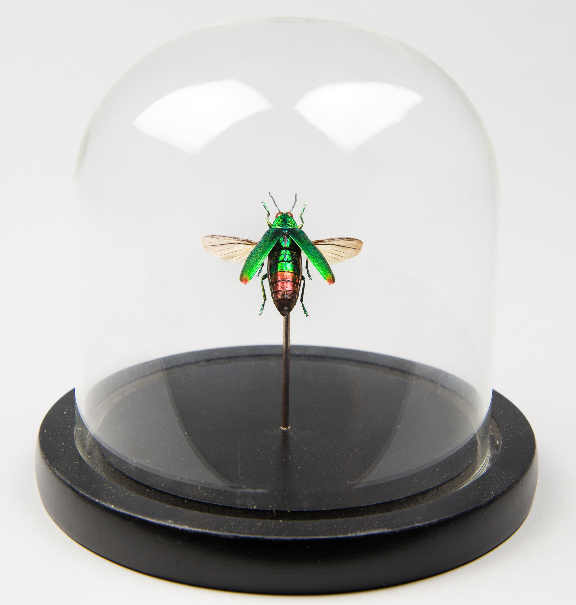 A METALLIC WOOD-BORING BEETLE UNDER GLASS DOME (h 13.5cm x w 13.5cm x d 13.5cm)