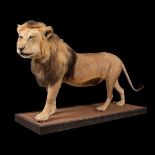 A LATE 20TH CENTURY TAXIDERMY AFRICAN MALE LION MOUNTED UPON A PLINTH. (h 128cm x w 240cm x d 78cm)