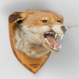 HUGH G. JEFFREY, AN EARLY 20TH CENTURY TAXIDERMY FOX MASK UPON OAK SHIELD. Hugh G. Jeffrey of 75