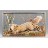 ROWLAND WARD, AN EARLY 20TH CENTURY TAXIDERMY SIBERIAN FOX. Striking diorama of a foreign Red Fox,