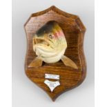 A.J. HALL, A TAXIDERMY RAINBOW TROUT HEAD UPON OAK SHIELD. Plaques inscribed: Rainbow Trout, 6lb