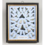 A FRAMED COLLECTION OF FOSSIL SHARK TEETH (h 27cm x w 22cm x d 3cm)