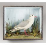E.C. SAUNDERS, A LATE 19TH CENTURY TAXIDERMY BLACK-HEADED GULL IN A GLAZED CASE WITH A