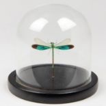 A GREEN DAMSELFLY UNDER GLASS DOME (h 13.5cm x w 13.5cm x d 13.5cm)