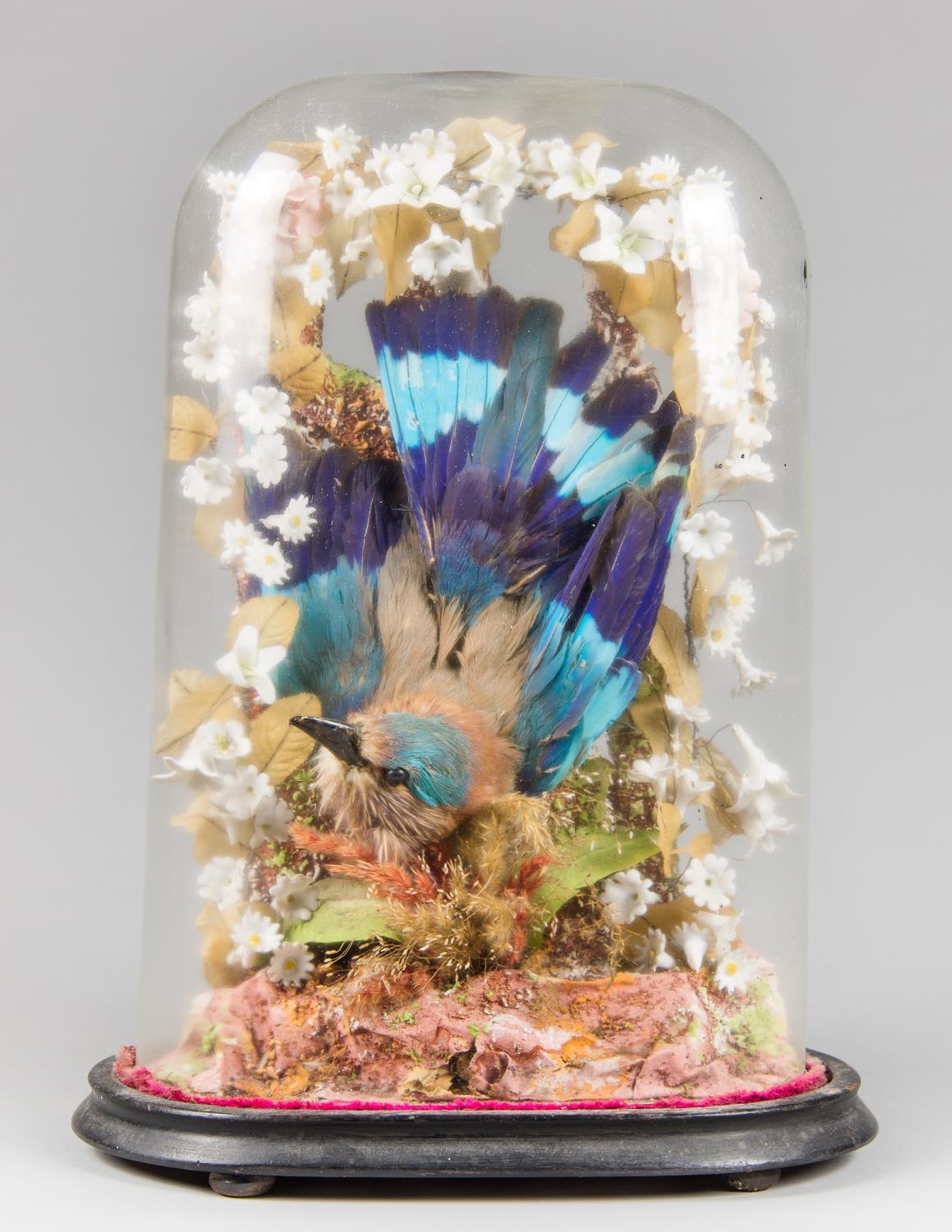 A LATE 19TH CENTURY TAXIDERMY INDIAN ROLLER UNDER AN UNUSUAL SHAPED GLASS DOME IN A NATURALISTIC